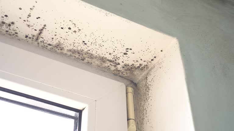 Coronado, CA Mold Removal Company